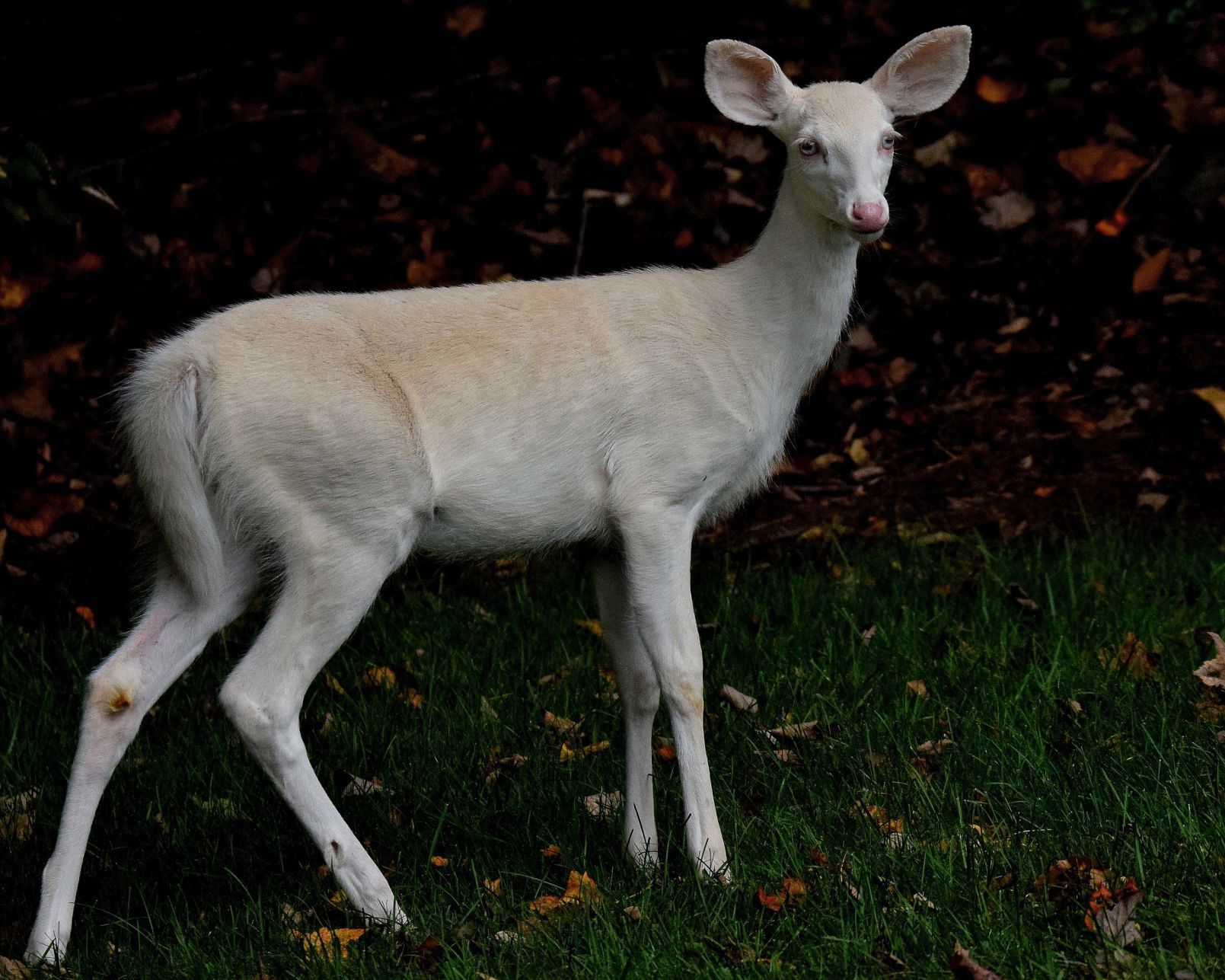 Albino deer